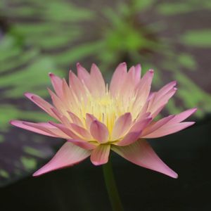 睡蓮,熱帯スイレン,熱帯睡蓮　タンザナイト,熱帯睡蓮　フォックスファイヤー,熱帯睡蓮　マイアミローズの画像