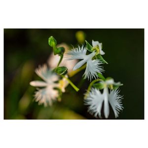 サギソウ,球根植物,ラン科,山野草,白い花の画像