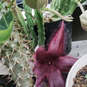 ネペンテス,ウツボカズラ,スタペリア 犀角,食虫植物,サラセニアの画像