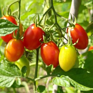 ミニトマト,パプリカ,オクラの実,オクラの蕾,夏野菜の画像