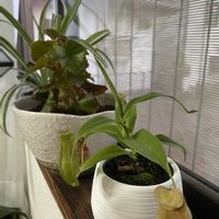 ベゴニア,オリヅルラン,ウツボカズラ,多肉植物,観葉植物の画像