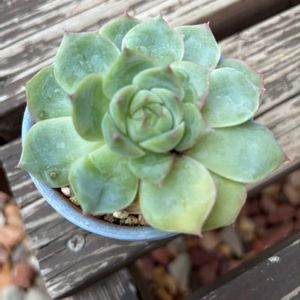 多肉植物,エケベリア属,成長,記録,置き場所問題の画像