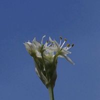 ニラ,山野草の画像