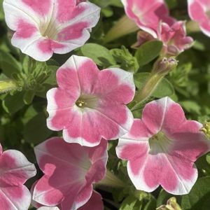 サフィニアアート,サフィニアアートももいろハート,サントリー フラワーズ,花と生きるサントリー,サンフラマニアの画像