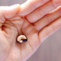 バオバブ,バオバブ,アダンソニア,アダンソニア,観葉植物の画像