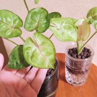 シンゴニウム,シンゴニウム ライム,シンゴニウム ライム,観葉植物,ダイソーの画像