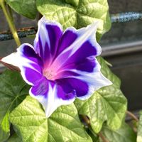 アサガオ,ガーデニング,お花,おうち園芸,小さな庭の画像