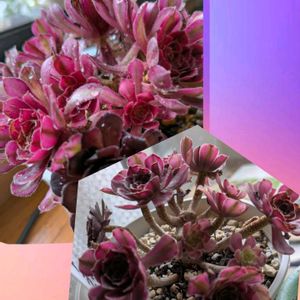 多肉植物,ピンクウィッチ,キッチン,リビング・ダイニングの画像