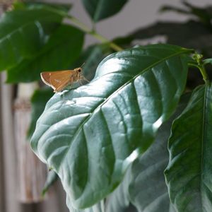 コーヒーの木,イチモンジセセリ♡,観葉植物,果実,白い花の画像