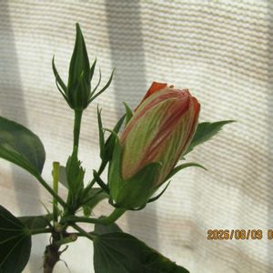 ハイビスカス,ハイビスカス,成長記録,ベランダの画像