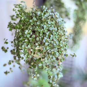 ピレア サンパウロ,ハンキング,観葉植物,つる状,光沢のある葉の画像