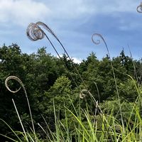 ススキ,実家周辺,暑さに負けず,すすき,花に癒されての画像