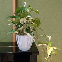 シンゴニウム,シンゴニウム・フレンチマーブル,観葉植物,お気に入り,グリーンのある暮らしの画像