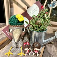 ホワイトゴースト,カンガルーポケット,希宝,アガベ　ジェミニフローラ,フィッシュボーン カクタスの画像