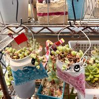 ウォーターバコパ,碧魚連,ホテイソウ,ホテイソウ,多肉植物の画像
