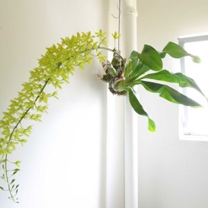 グラマトフィラム,観葉植物,グリーンインテリア,成長記録,洋ランの画像