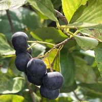 アロニア,クズ,ナツズイセン,ハナトラノオ,ツリガネニンジンの画像