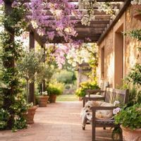 ガーデニング,夏の花,花のある暮らし,緑のある暮らし,緑が好きの画像