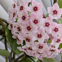 ホヤ・カルノーサ,ホヤ・カルノーサ・リップカラー,多肉植物,葉挿し,多肉寄せ植えの画像