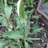 ルピナス,夜咲き月見草,ハジー発泡スチロール植えの画像