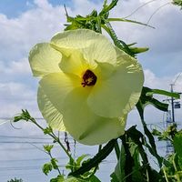 オクラ,ナス,カキ,花オクラ,家庭菜園の画像