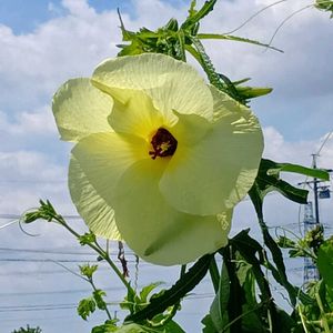 オクラ,ナス,カキ,花オクラ,家庭菜園の画像