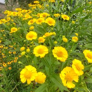 放置栽培,お花のある暮らし,自然にお任せ,ダンゴギク　へれにうむ,庭に咲くお花たちの画像