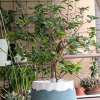 ジャボチカバ,花のある暮らし,実のなる木,多様性を愛する会,人に優しくの画像