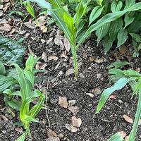 とうもろこし,今日も元気で,今日も笑顔で♡,グリーンで癒されてね,家庭菜園の画像