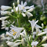 アガパンサス,感謝,花のある暮らし,いつまでも,き　れ　い❤の画像
