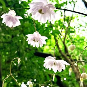 レンゲショウマ,森の妖精,鉢植え,花言葉,山野草の画像