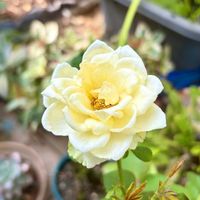 ブッドレア,ガーデニング,お散歩,ばら バラ 薔薇,庭の画像