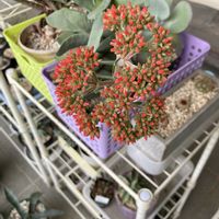 神刀,神刀,多肉植物,クラッスラ属,つぼみの画像