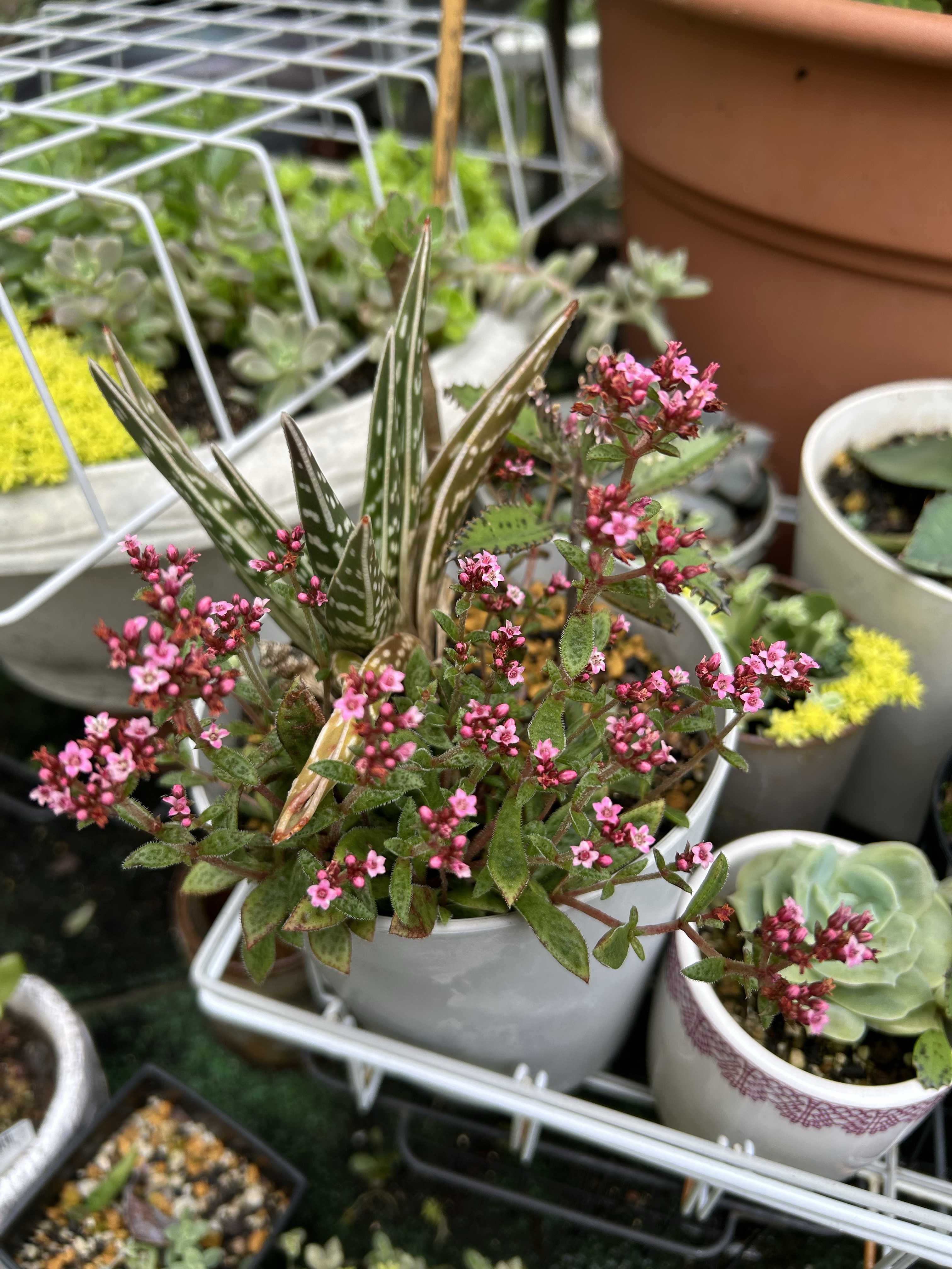 クーペリーの育て方｜日当たりや水やり加減は？｜🍀GreenSnap