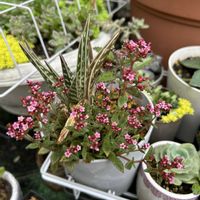 花月,クーペリー,姫花月,多肉植物,多肉寄せ植えの画像