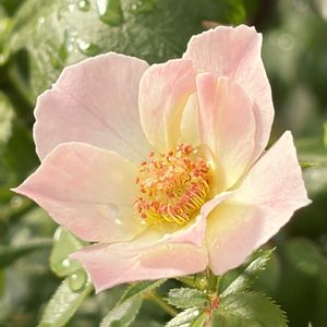癒し,#ガーデニング,ばら バラ 薔薇,エクステリアの画像