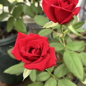 挿し木,ばら バラ 薔薇の画像