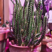 ユーフォルビア属,ユーフォルビア属,多肉植物,観葉植物,ガーデニングの画像