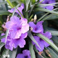 ルエリア,ルエリア,夏の花,種まき,花のある暮らしの画像