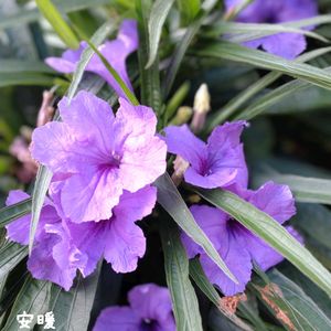 ルエリア,ルエリア,夏の花,種まき,花のある暮らしの画像