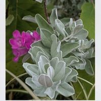 レウコ フィラム,ガーデニング,花のある暮らし,小さな庭,庭の画像