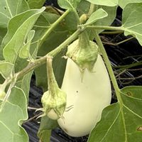 ガーデニング,花のある暮らし,ナチュラルスタイル,おうち園芸,家庭菜園の画像