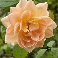 レディオブシャーロット,ガーデニング,花のある暮らし,ナチュラルスタイル,薔薇のある暮らし♡の画像