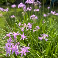 ツルバキア,スマホ撮影加工なし,花の15年組,庭の画像