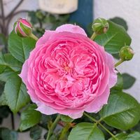 バラ,バラ,ガーデニング,花のある暮らし,バラのある暮らしの画像