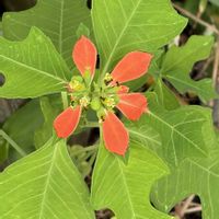 ガーデニング,花のある暮らし,ナチュラルスタイル,おうち園芸,玄関アプローチの画像