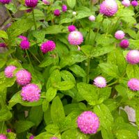 センニチコウ,花のある暮らし,種まきから育てるの画像