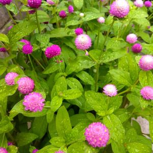 センニチコウ,花のある暮らし,種まきから育てるの画像