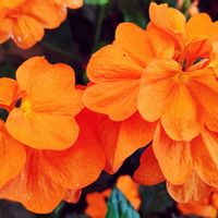 観葉植物,はなはな,花のある暮らし,花の写真,花のある生活の画像