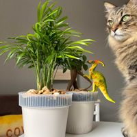 テーブルヤシ,ガジュマル,観葉植物,成長記録,おはようの画像